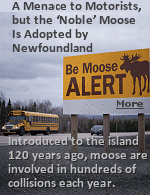 Introduced to the island 120 years ago, moose are involved in hundreds of collisions each year. But the huge animal is an accepted part of life here. My wife was born in Newfoundland. Several years ago on a visit back home to visit relatives, and driving late at night, a moose came out of nowhere and nearly shared the front seat of the car with her. A close call with a 1,200 pound noble animal. 